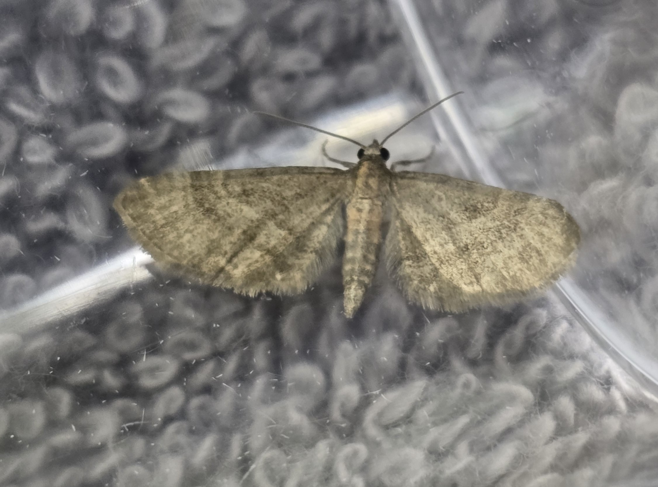 Photo of Haworth's Pug (Eupithecia haworthiata)